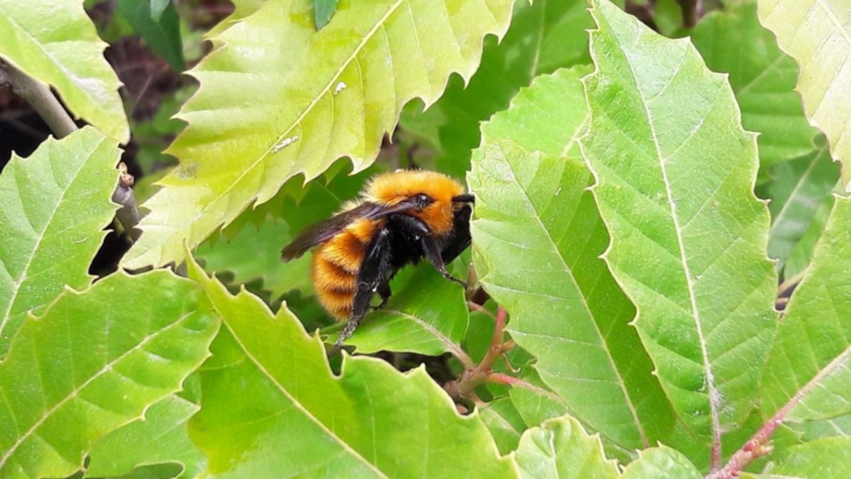 Abejorros, abejas grandes, peludas y en peligro