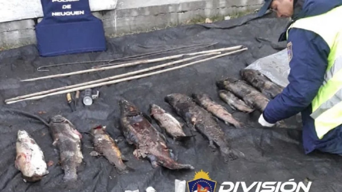 ¡Una truchada! Iban por la 40 con la camioneta cargada de salmónidos