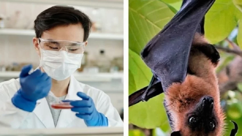 ¿Avanza otro virus contagiado por murciélagos de China?
