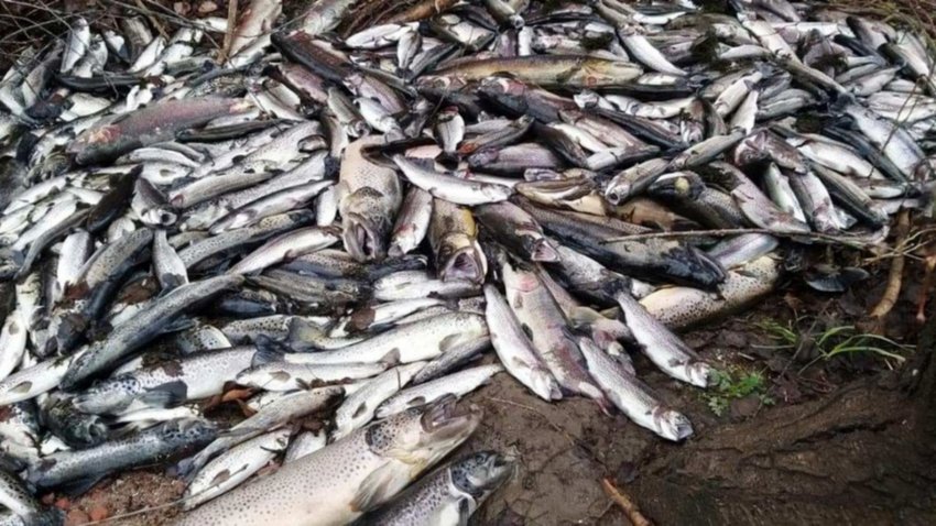 Polémica por mortandad de peces en establecimiento oficial