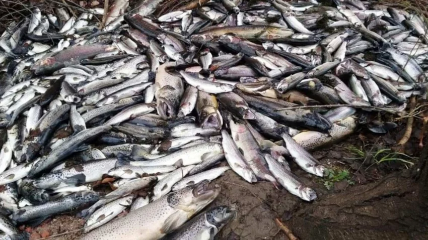 Polémica por mortandad de peces en establecimiento oficial