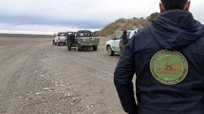 Rescataron a tres ballenas varadas en una playa rionegrina