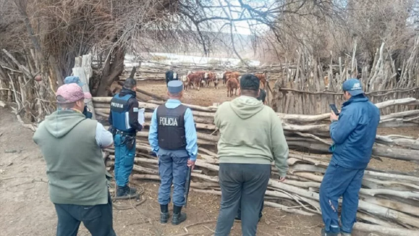Cayó la "cuatrera" del norte neuquino: tenía 8 vacas ajenas