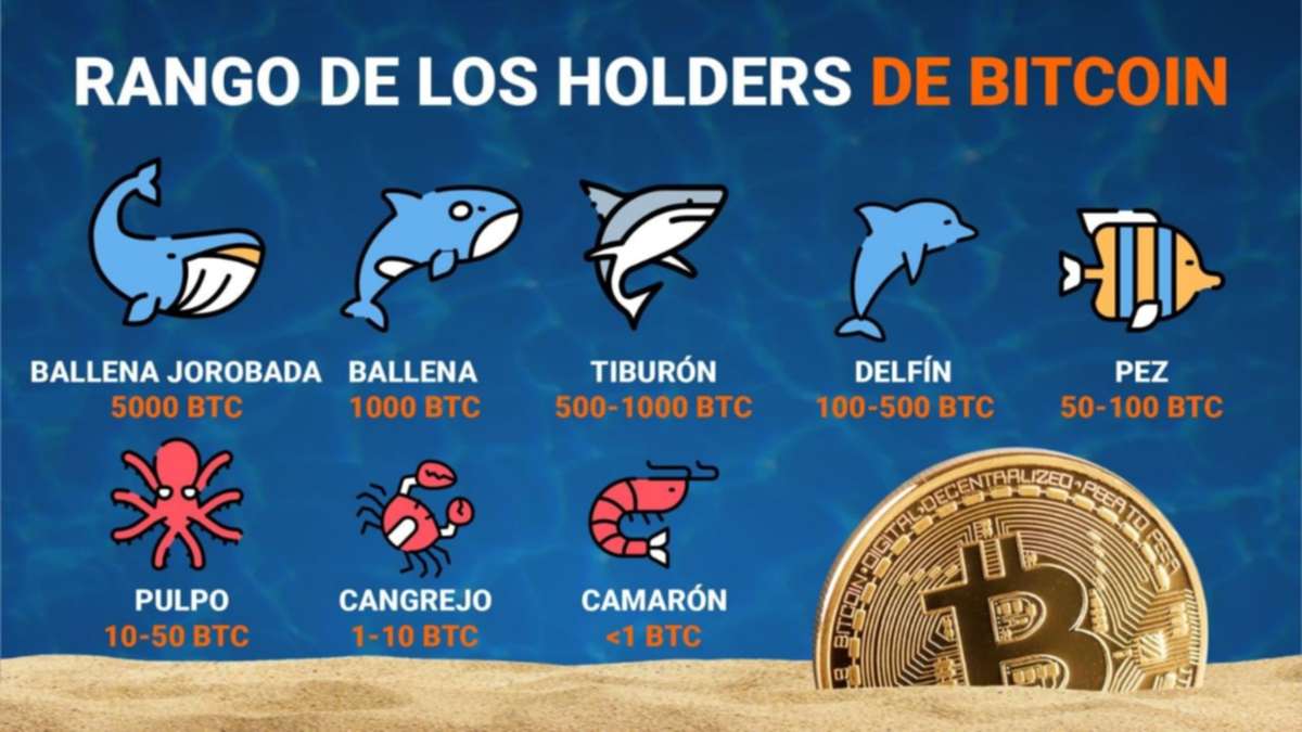 Como saber si sos ¿Cangrejo, Delfin o Ballena en cripto ?