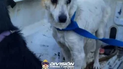 Maltrato animal: ocho perros fueron rescatados en un allanamiento