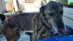 Está en la mira de la Justicia el maltratador de perros de Chos Malal