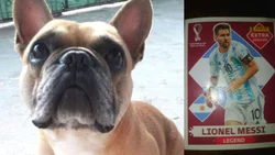 Buscan al perro de su amiga y ofrece la figurita de Messi