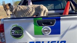 Rescataron a un galgo enjaulado y famélico
