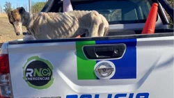 Rescataron a un galgo enjaulado y famélico