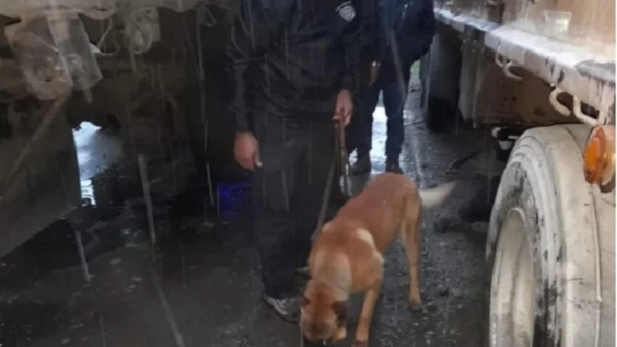 Quería entrar a la ciudad con 2000 dosis de cocaína, pero Sancor lo descubrió