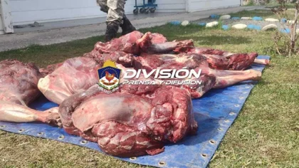 Secuestran un ciervo faenado y lo donarán a comedores