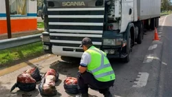 En un camión de mudanza llevaba 180 kilos de asado con hueso