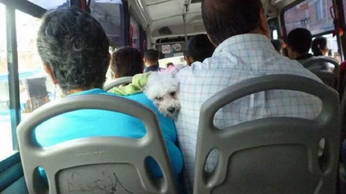 ¿Los neuquinos podrán llevar a su mascota en el colectivo?