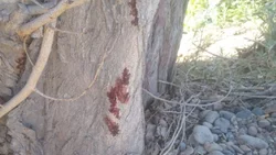 Joven desaparecido: encontraron prendas y manchas de sangre