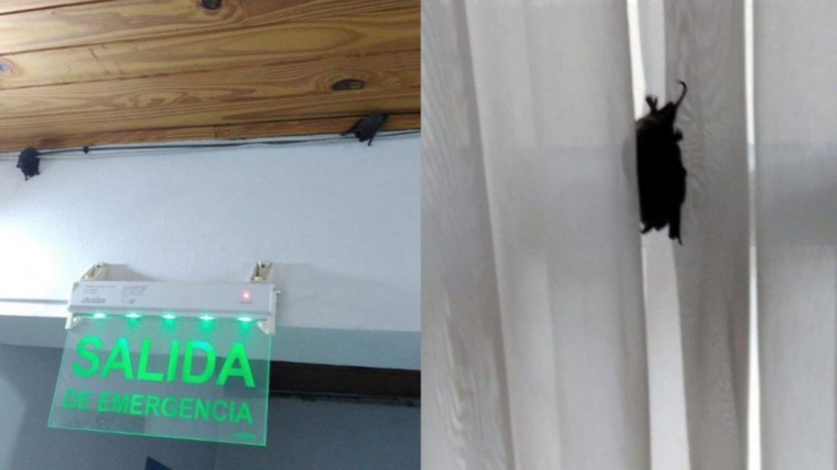 Una plaga de murciélagos tomó el registro civil de Centenario
