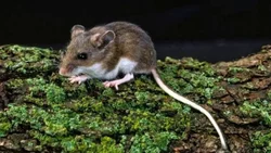 Hantavirus en San Martín de los Andes: hay 6 personas aisladas