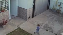 VIDEO: El bebé se escapó a la calle ¡y los perritos le salvaron la vida!