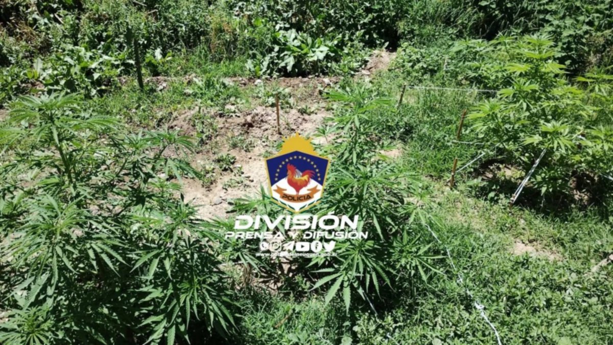 Marihuana, escopetas y balas: Allanamiento en la ciudad