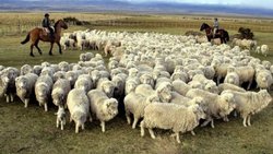 De qué se trata el anuncio de Massa para ayudar a los productores patagónicos