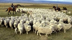 De qué se trata el anuncio de Massa para ayudar a los productores patagónicos