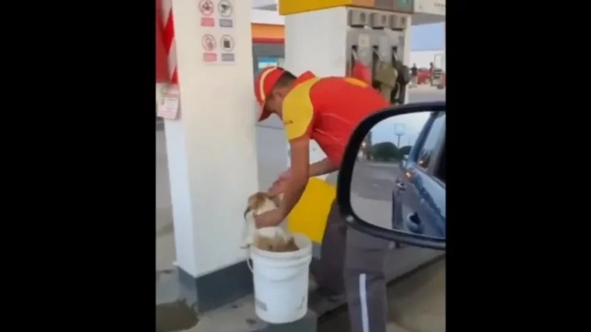 Trabaja en una estación de servicio y baña perritos callejeros por la ola de calor