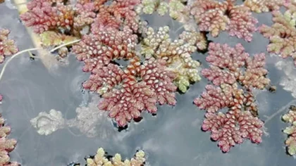 ¿Qué revelan las plantas acuáticas que habitaron la Patagonia hace millones de años?