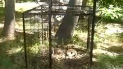 VIDEO: asi es la trampa para atrapar al puma en la Península Hiroki