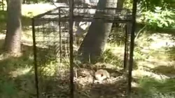 VIDEO: asi es la trampa para atrapar al puma en la Península Hiroki