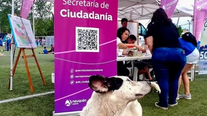 Invitan a más locales neuquinos a aceptar clientes con mascotas