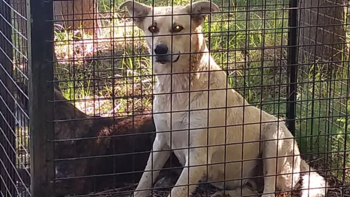 Península Hiroki: ¡Dos perritos callejeros terminaron en la trampa para el puma!