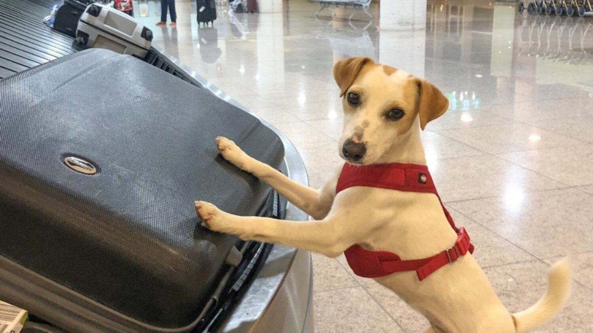 Cuál es el procedimiento para viajar con perros y gatos al exterior