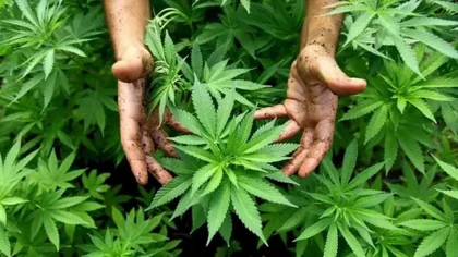 Se decretó la agencia que regulará el cannabis y el cáñamo