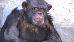 ¿Por qué demora tanto el traslado de Toti, el chimpancé?