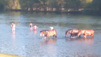 ¡Ni los caballos se bancan este calor en la región!