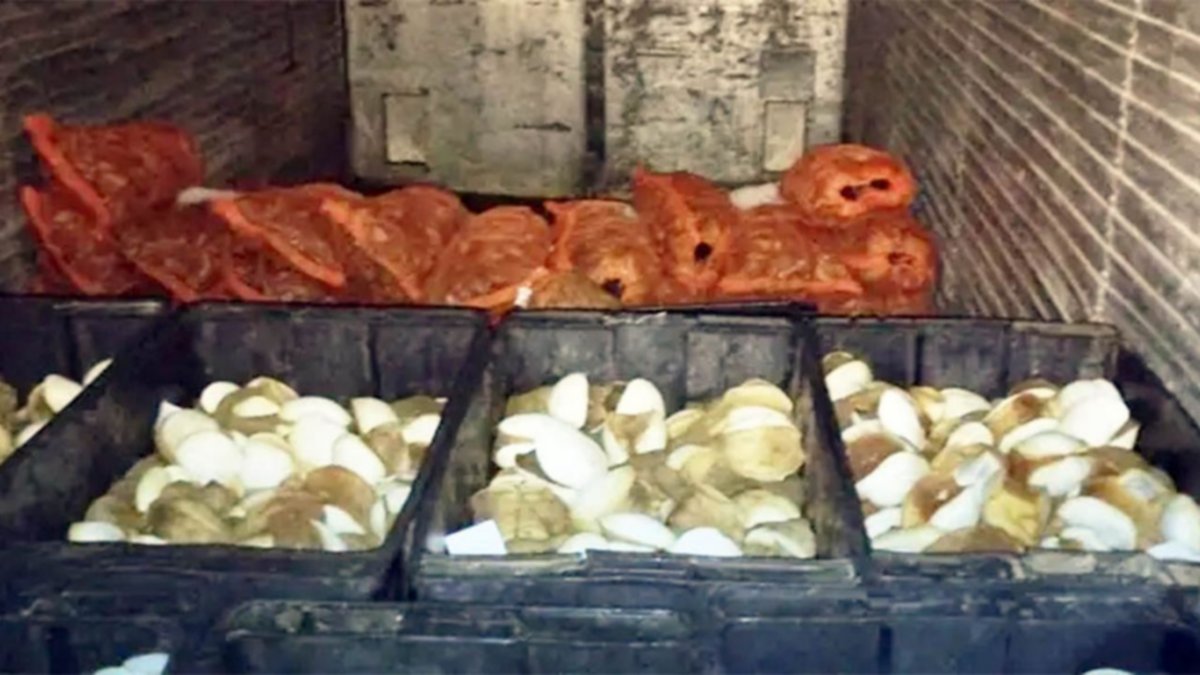 Se pasó de vivo y le sacaron las conchas