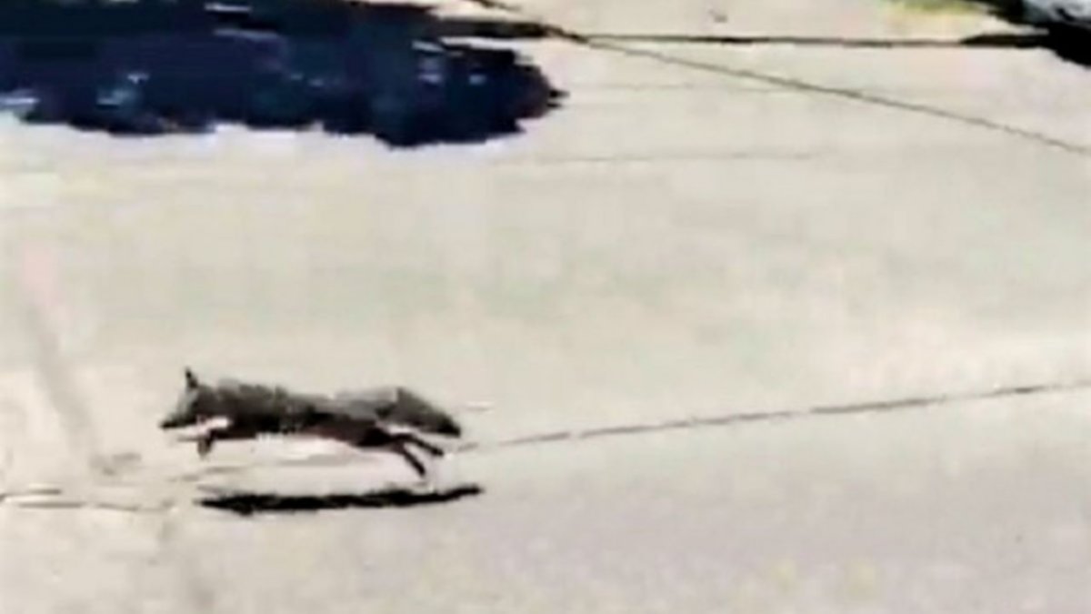 Un zorro en pleno centro asustó a los vecinos