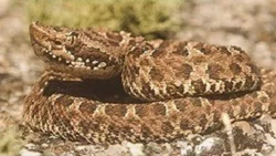 Una serpiente mordió a una persona de Villa Regina