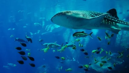 Histórico acuerdo sobre el uso de la biodiversidad oceánica