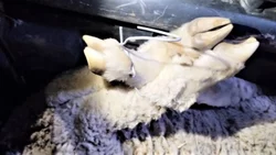 Llevaban animales vivos... ¡Escondidos en el auto!
