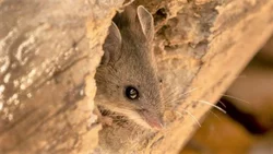 Hantavirus: hacen el seguimiento de 25 casos
