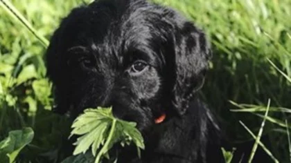 Cómo es el trabajo de “Oreo”, el perro del Poder Judicial