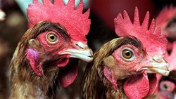 Río Negro suma más casos de gripe aviar