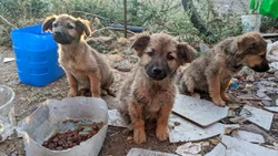 Marchan por el derecho animal en el centro de Neuquén