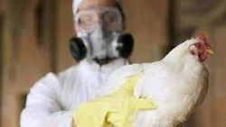 Refuerzan medidas de prevención por gripe aviar en Neuquén