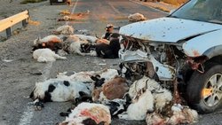 Una camioneta embistió un arreo y mató 40 chivas