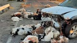 Una camioneta embistió un arreo y mató 40 chivas