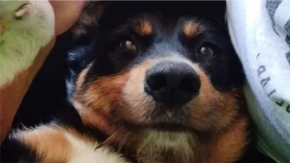 Bratt Bigotes: el perro rescatado de Barrio Belgrano que se hizo viral