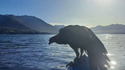 Un Cóndor cayó al lago Traful y fue rescatado por vecinos
