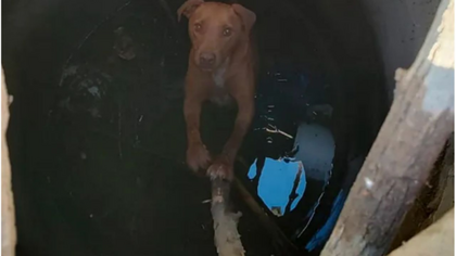 Un cachorro de la calle fue rescatado de un pozo en Neuquén