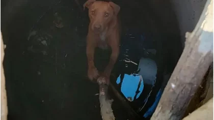 Un cachorro de la calle fue rescatado de un pozo en Neuquén